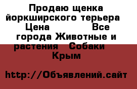 Продаю щенка йоркширского терьера  › Цена ­ 20 000 - Все города Животные и растения » Собаки   . Крым